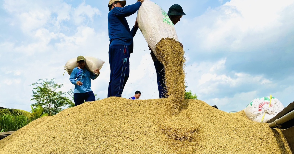 Việt Nam tăng nhập khẩu gạo để phục vụ hoạt động thương mại